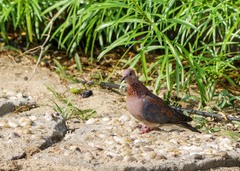 Streptopelia senegalensis
