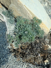 Seseli ponticum
