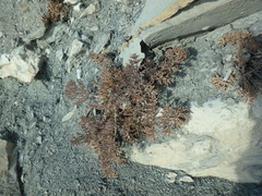 Seseli ponticum