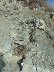 Seseli ponticum