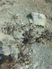 Seseli ponticum