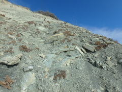 Seseli ponticum
