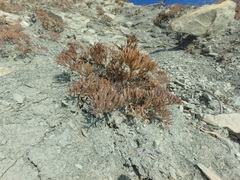 Seseli ponticum
