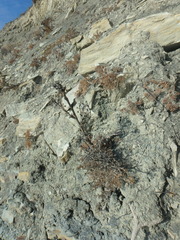 Seseli ponticum