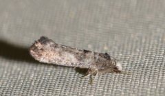 Swammerdamia pyrella