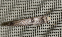 Swammerdamia pyrella