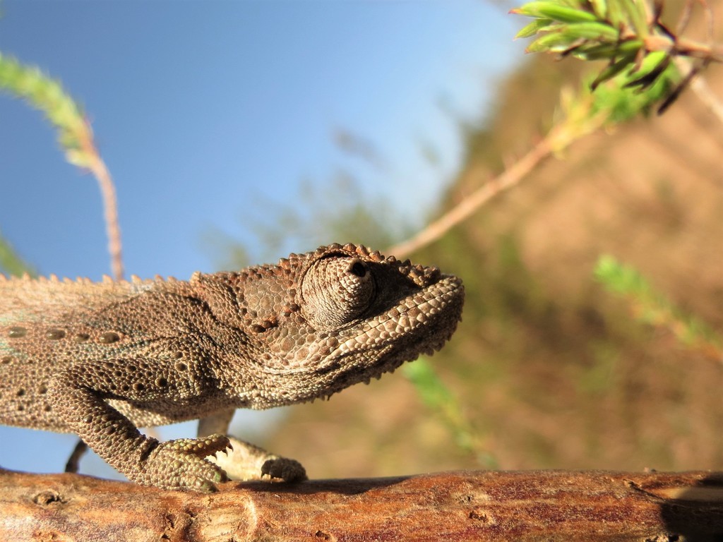 Little Karoo Dwarf Chameleon