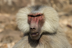 Papio hamadryas