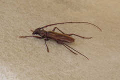 Pachydissus