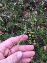 Elymus villosus