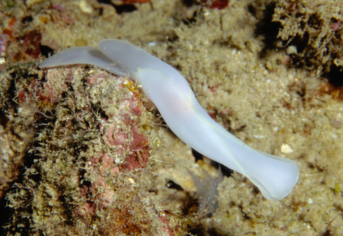 Chelidonura electra