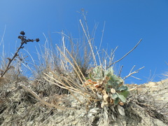 Matthiola odoratissima