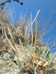 Matthiola odoratissima