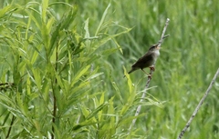 Helopsaltes ochotensis