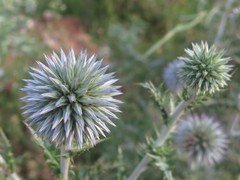 Echinops ritro ritro