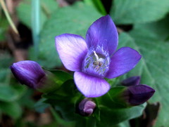 Gentianella campestris campestris