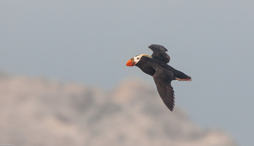 Tufted Puffin