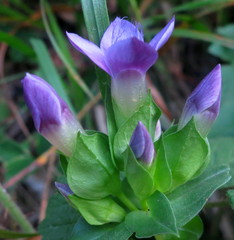 Gentianella campestris campestris