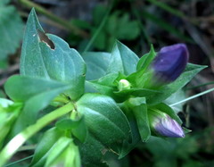 Gentianella campestris campestris