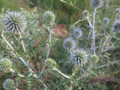Echinops ritro ritro