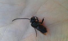 Thygater