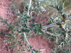 Echinops ritro ritro