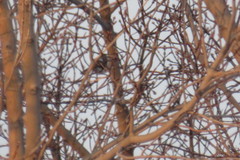 Aegithalos caudatus
