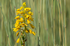 Eulophia odontoglossa