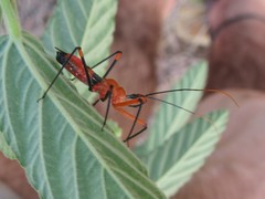 Poecilobdallus formosus