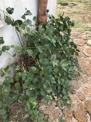 Capparis