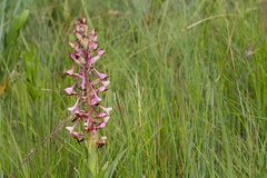 Disa cooperi