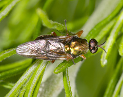 Antissella parvidentata