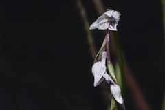 Schizochilus crenulatus