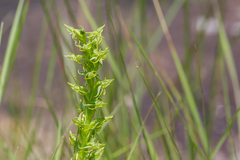 Habenaria lithophila