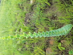 Lopholaena segmentata