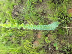 Lopholaena segmentata