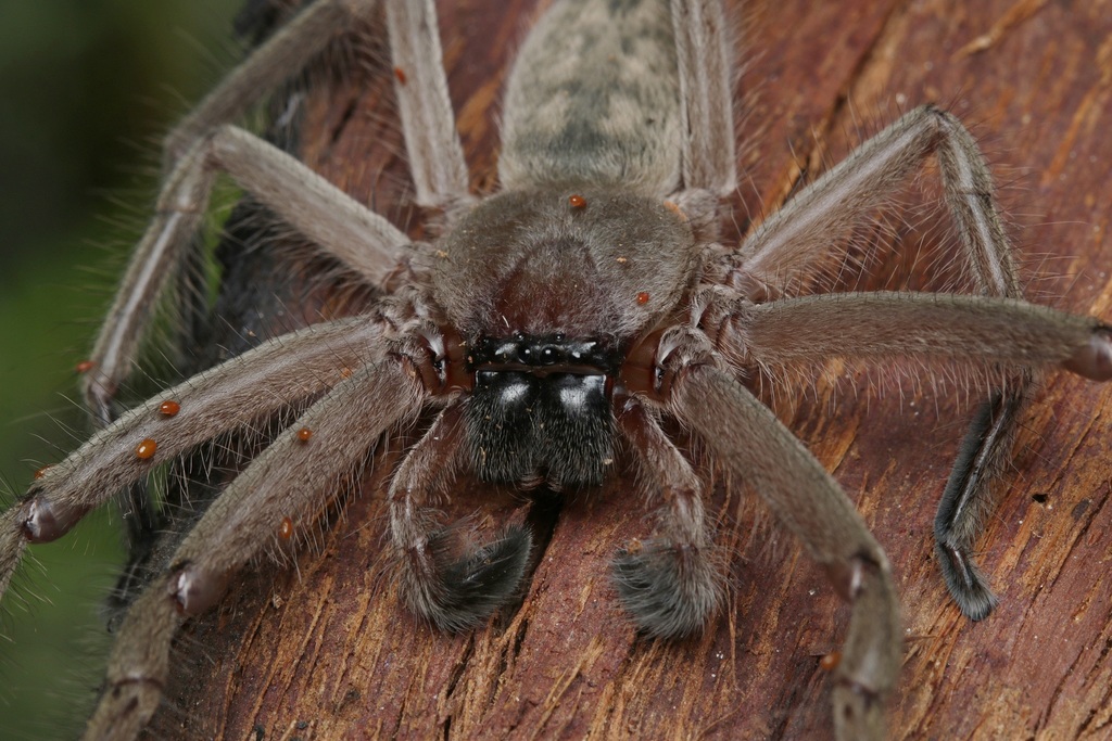 Social Huntsman Spider (Arachnids of Casey, VIC, AU) · iNaturalist