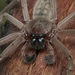 Social Huntsman Spider - Photo (c) Daniel Kurek, some rights reserved (CC BY-NC), uploaded by Daniel Kurek