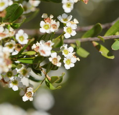 Sannantha pluriflora