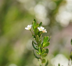 Sannantha pluriflora