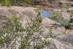 Sannantha pluriflora