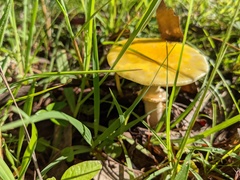Amanita flavella
