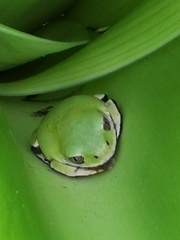 Brown-Backed Tree Frog photo 4