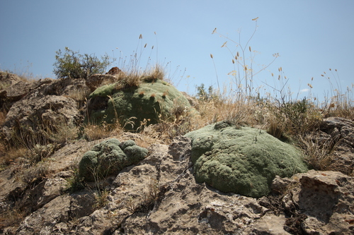 Gypsophila aretioides photographed in Armenia