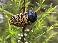 Stigmodera macularia