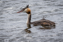 Podiceps cristatus