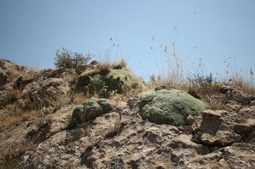 Image of Gypsophila aretioides by (c) Denys Vynokurov, some rights reserved (CC BY)