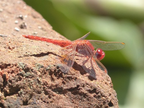 Little Scarlet