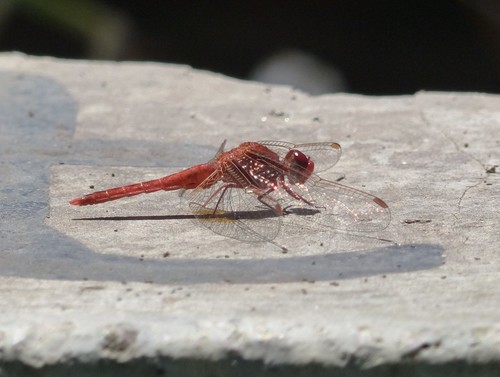 Little Scarlet