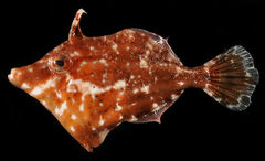 Monacanthus ciliatus